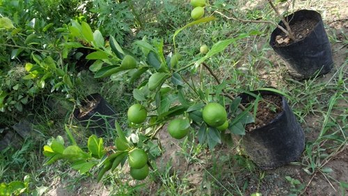 Thai Patti Lemon Plant