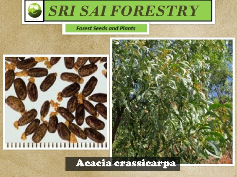 Acacia Crassicarpa Seeds