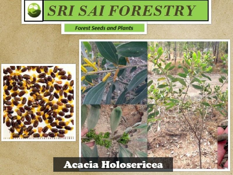 Acacia Holosericea Tree