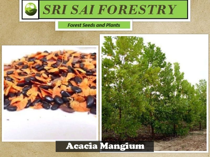 Acacia Mangium Seeds