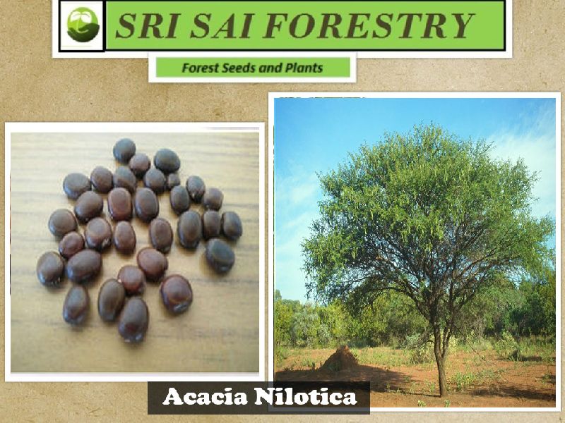 Acacia Nilotica Tree