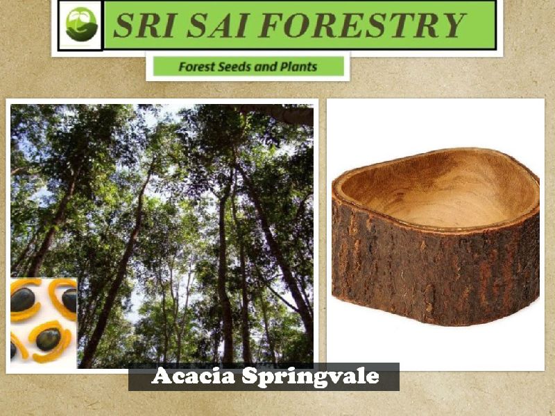 Acacia Springvale Tree