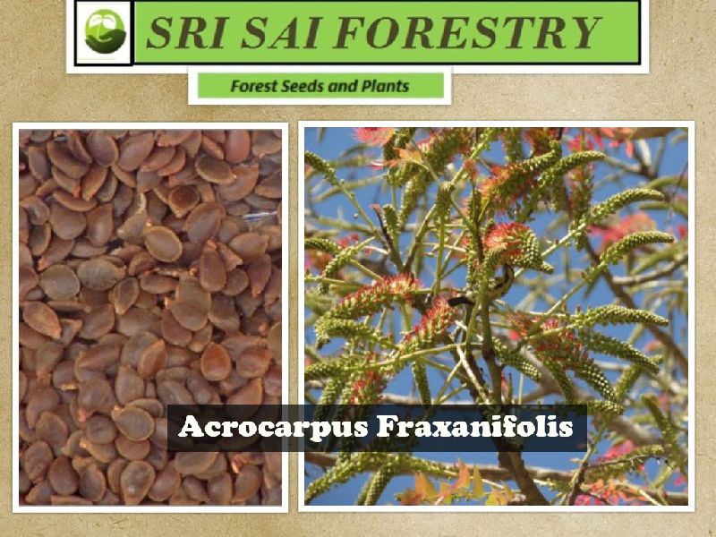 Acrocarpus Fraxinifolius Seeds