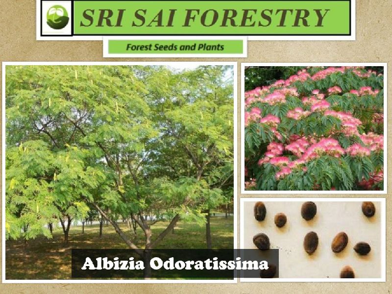 Albizia Odoratissima Seeds