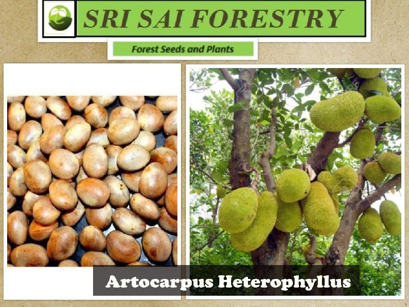 Artocarpus Heterophyllus Seeds