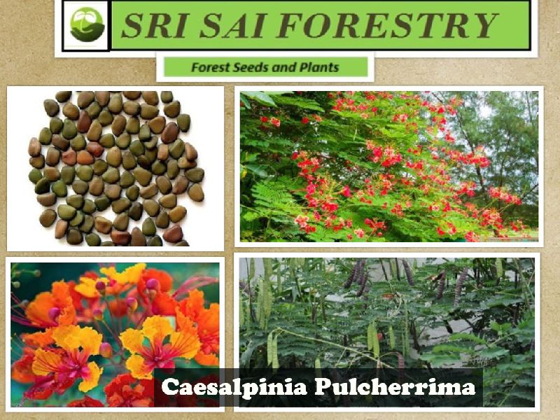 Caesalpinia Pulcherrima Seeds
