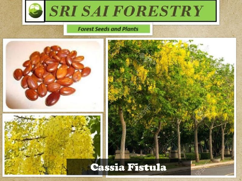 Cassia Fistula Seeds