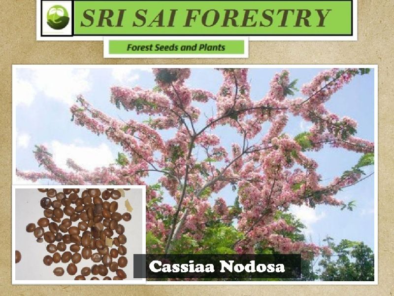 Cassia Nodosa Tree