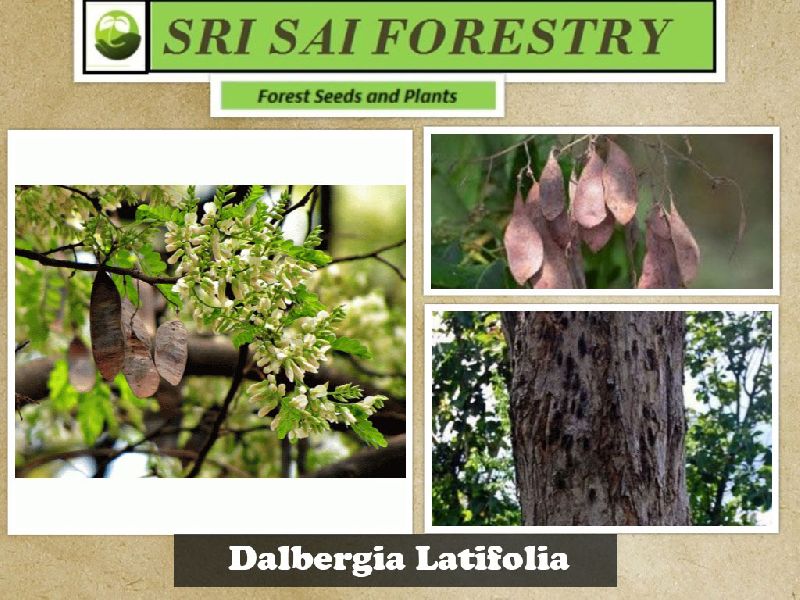 Dalbergia Latifolia Tree