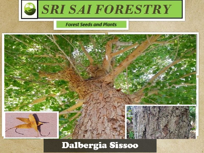 Dalbergia Sissoo Tree