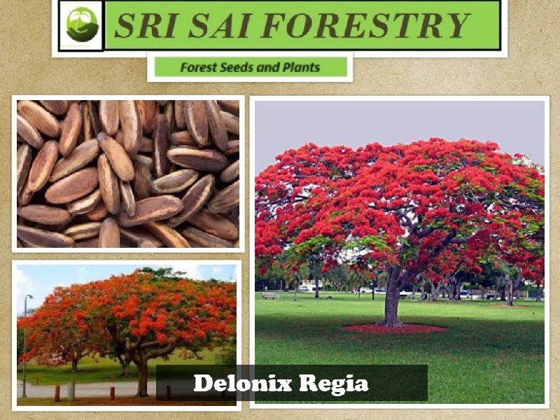 Delonix Regia Tree