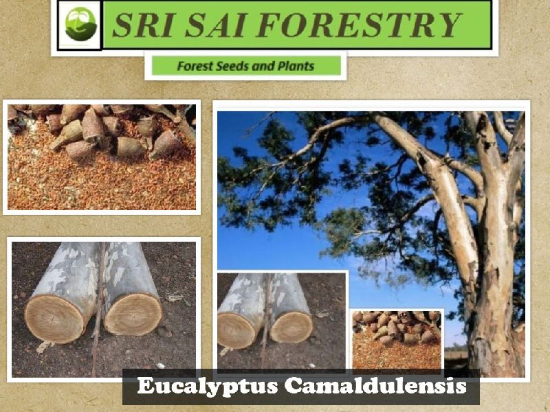 Eucalyptus Camaldulensis Tree