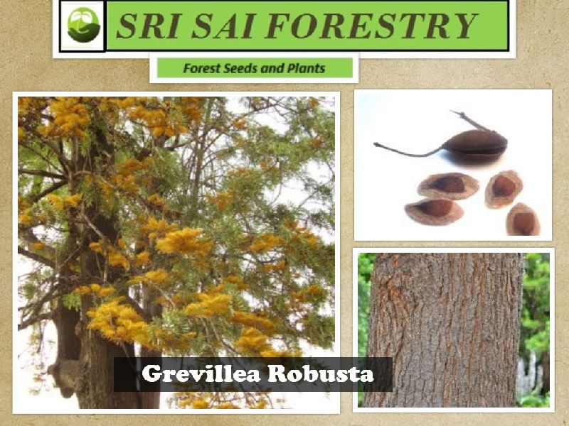 Grevillea Robusta Tree
