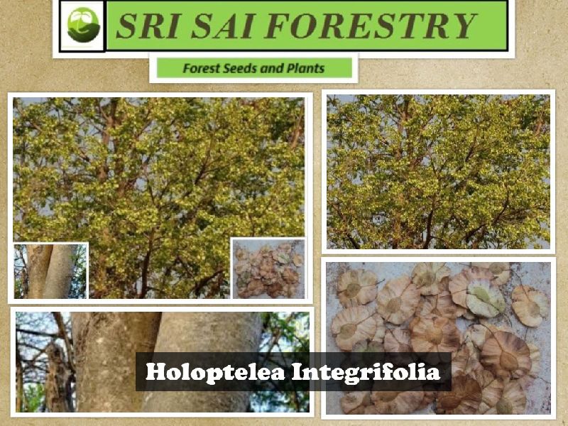 Holoptelea Integrifolia Tree