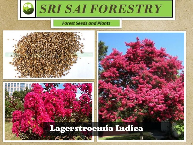 Lagerstroemia Indica Tree