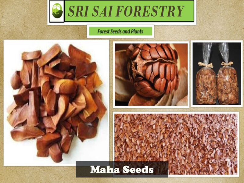 Mahua Seeds