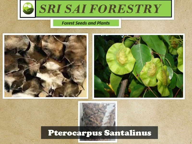 Pterocarpus Santalinus Seeds