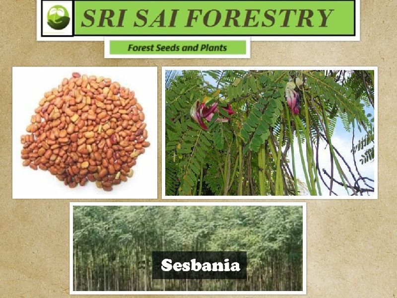 Sesbania Seeds