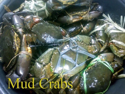 Live Mud Crabs