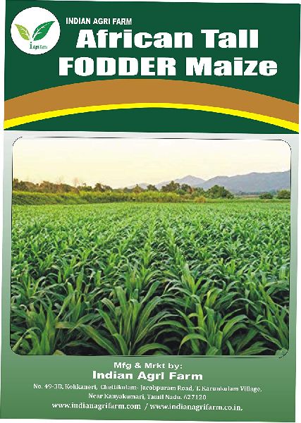 African Tall Fodder Maize