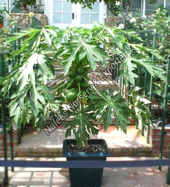 Taiwan Papaya Plant