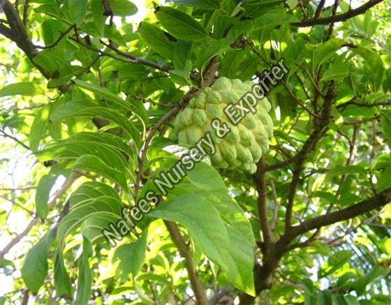 Desi Custard Apple Fruit Plant