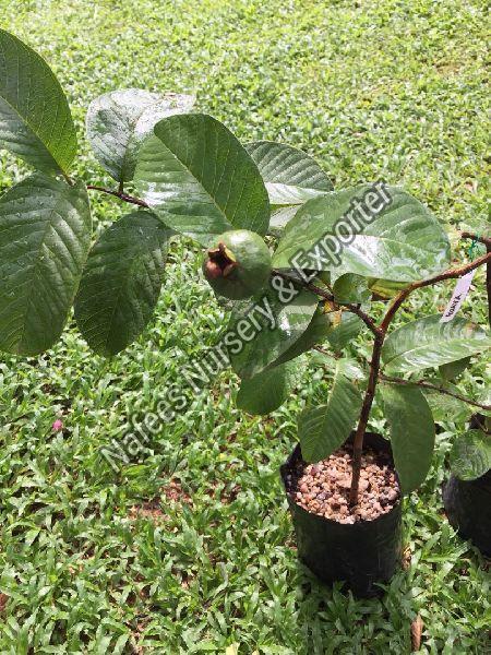 Guava Lalit Grafted Plant