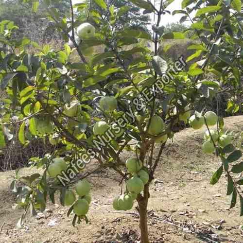 Guava Sugar Free Grafted Plant
