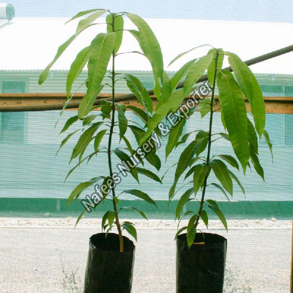 Mango Seedless Grafted Plant
