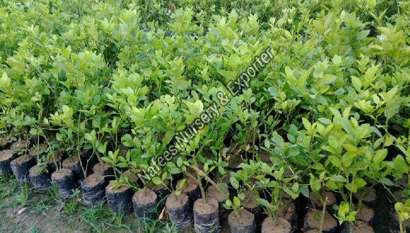 Seedless Thai Lemon Plant