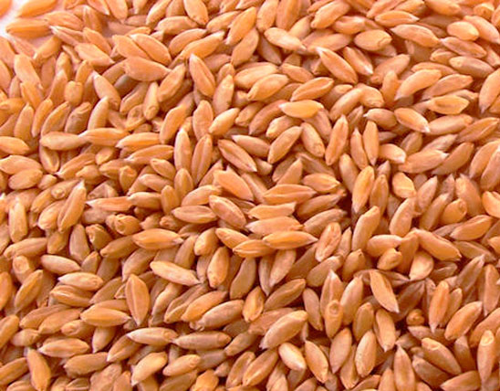 Bhaliya Wheat