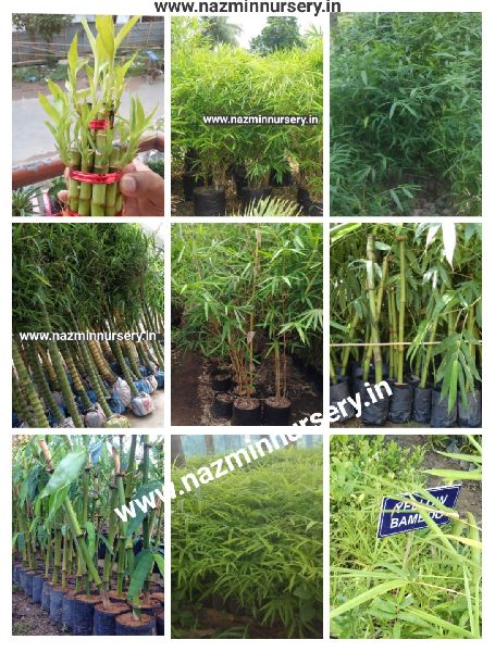 Bamboo Balccoa Plants