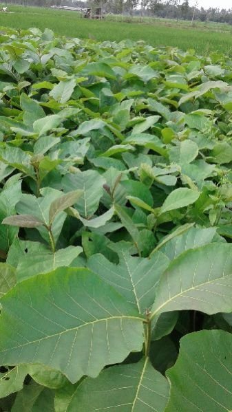 Indian Teak Plant's