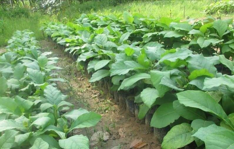 Tissue Culture Teak Plant's