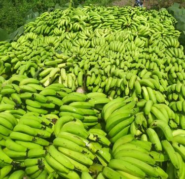 Fresh Green Banana 07