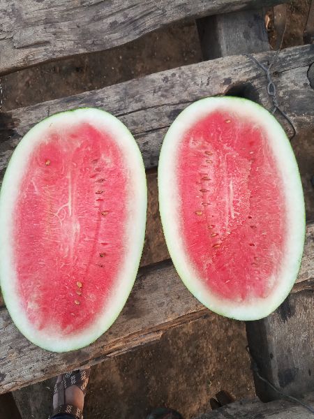 Fresh Watermelon 01