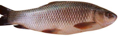 frozen rohu fish exporter frozen rohu fish supplier from visakhapatnam india frozen rohu fish exporter frozen rohu