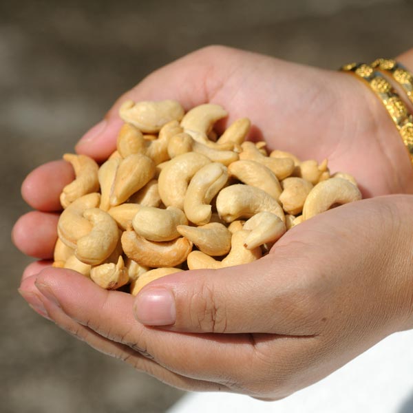 Premium Grade Cashew Nut