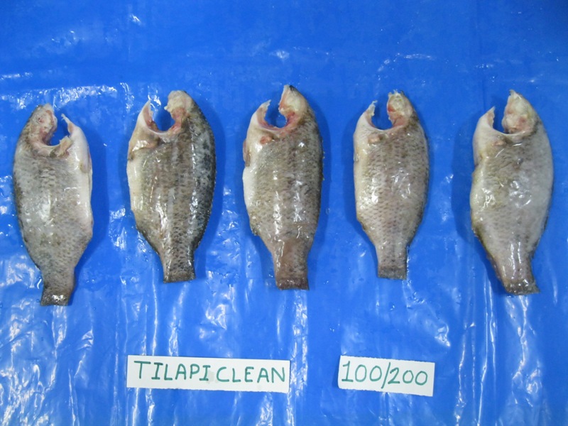 Clean Tilapia Fish