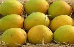 Fresh Indian Yellow Mango