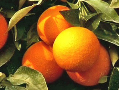 Natural Sweet Orange