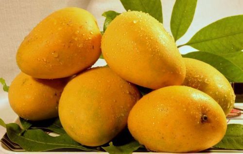 Yellow Delicious Mango