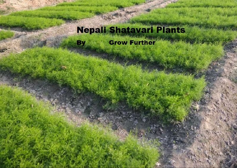 Nepali Shatavari Plant