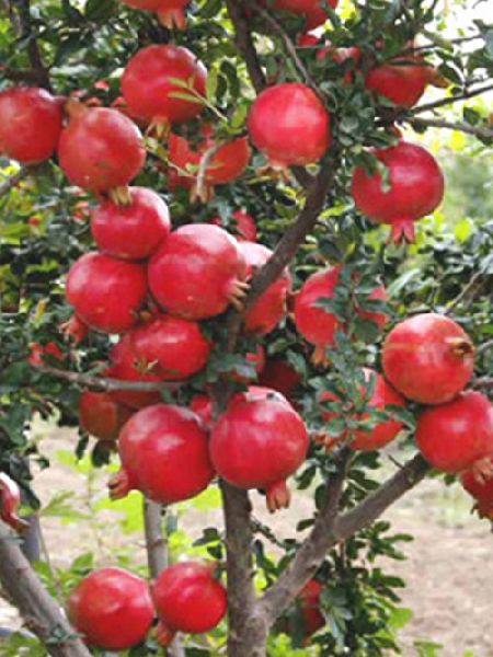 Pomegranate 02
