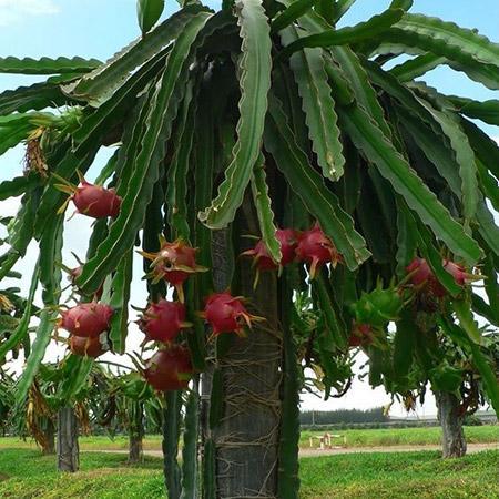 Red Dragon Fruit Plant