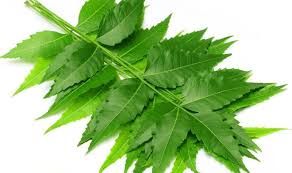 Fresh Neem Leaves 02