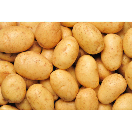Fresh Export Quality Potato