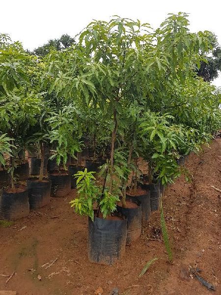 Mango Plant