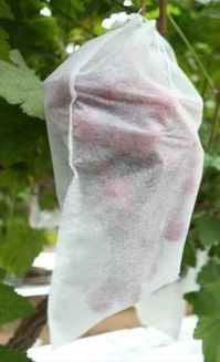 Non Woven Fruit Covering Fabric