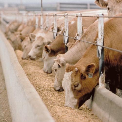 High Energy Cattle Feed